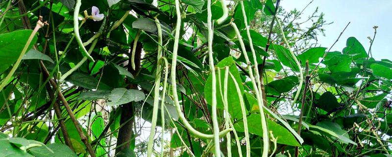 豆角种植技术