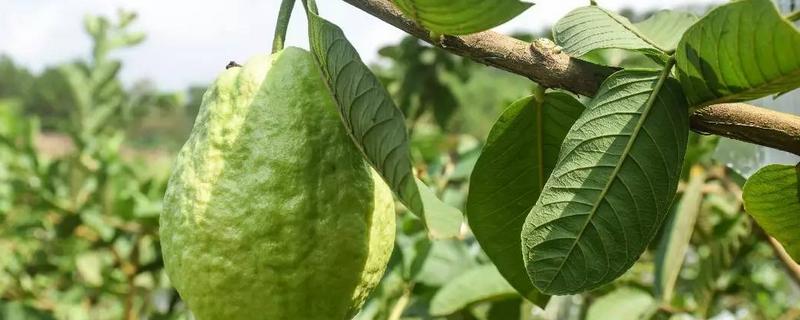 番石榴种植技术