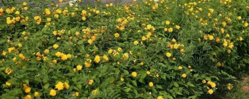 河南适合种植的名贵树木有哪些