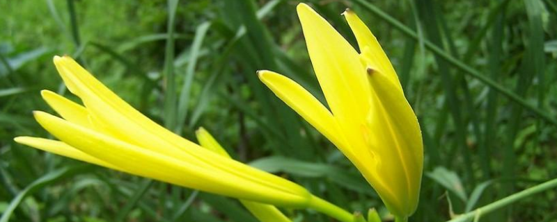 黄花菜种苗怎么种