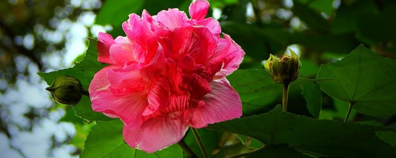 芙蓉的别名叫什么