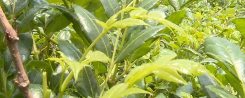 莓茶与溪黄草的区别