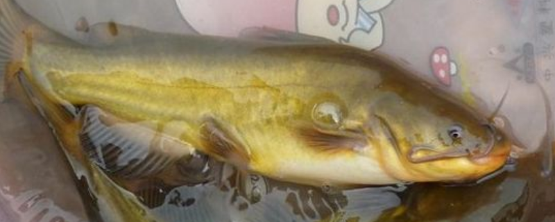 黄颡鱼饲料配方