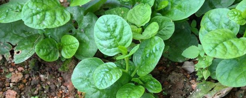 木耳菜种植需要搭架吗