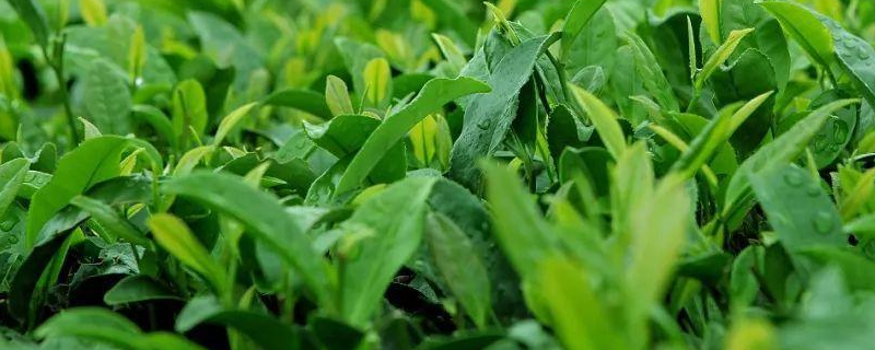 新茶和陈茶的区别在哪