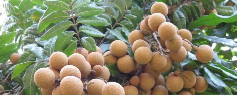 龙眼怎么种植产量高