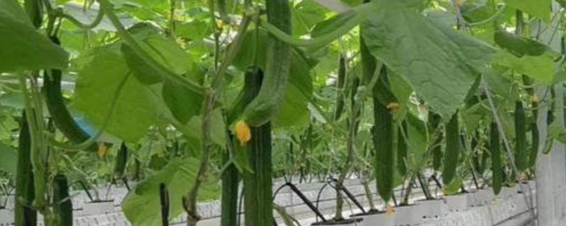 无土栽培种什么蔬菜好