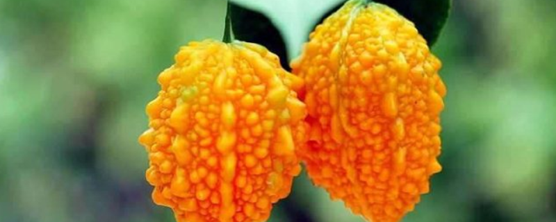金铃子种植时间是什么时候