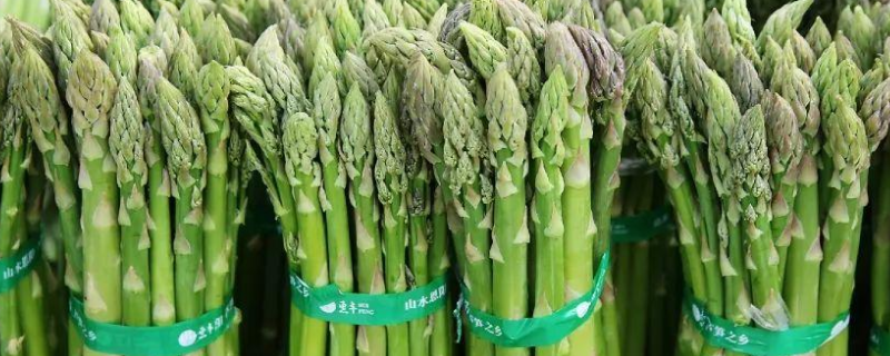 芦笋种植时间和方法