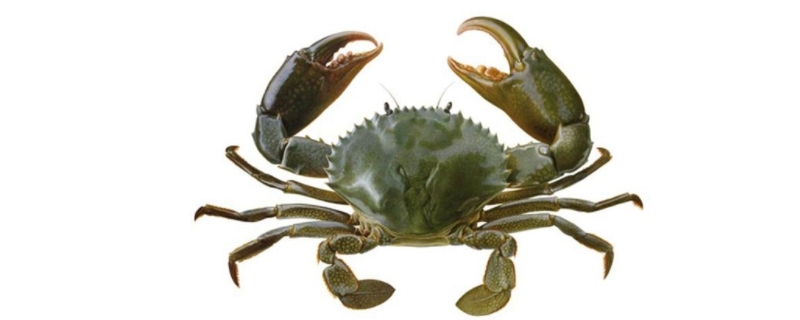 青蟹死了能吃吗