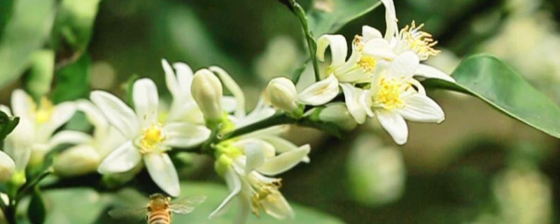 代代花别名叫什么
