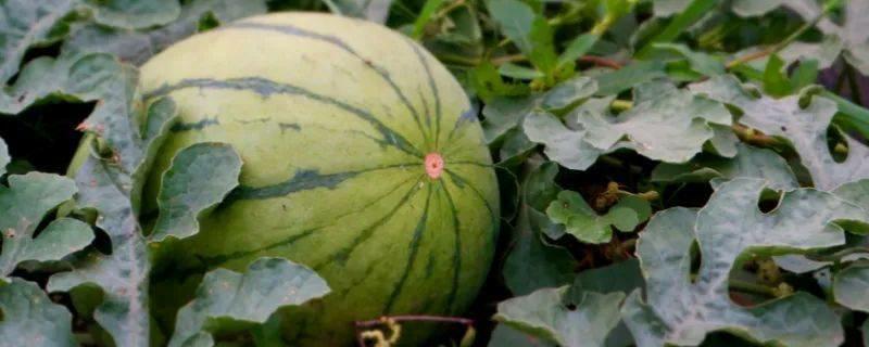 贵州气候土壤适合种植哪些经济作物