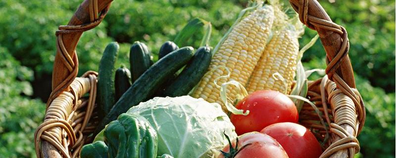 天津气温条件适合种植什么粮食、水果、蔬菜