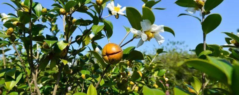 福建适合种植油茶、毛竹、篙竹、油桐吗