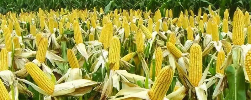 甘肃农村耕地适合种植小麦、玉米、棉花、水稻、马铃薯吗