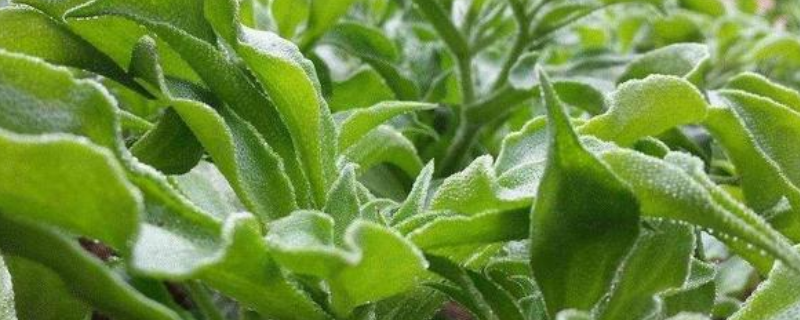 非洲冰草种植方法