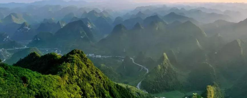 贵州适合种什么花卉和经济树木