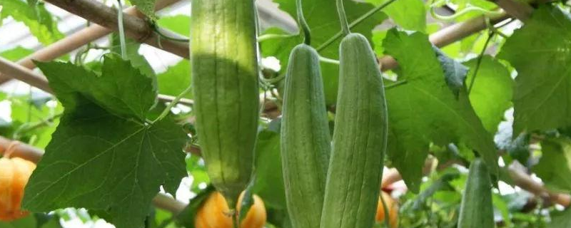 丝瓜是什么科植物