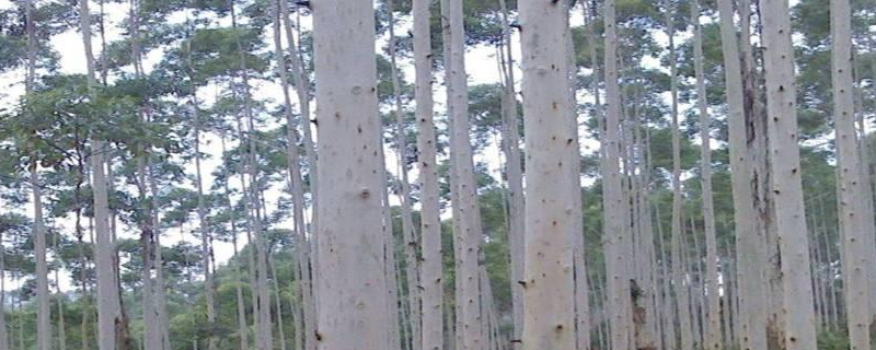 桉树种植方法
