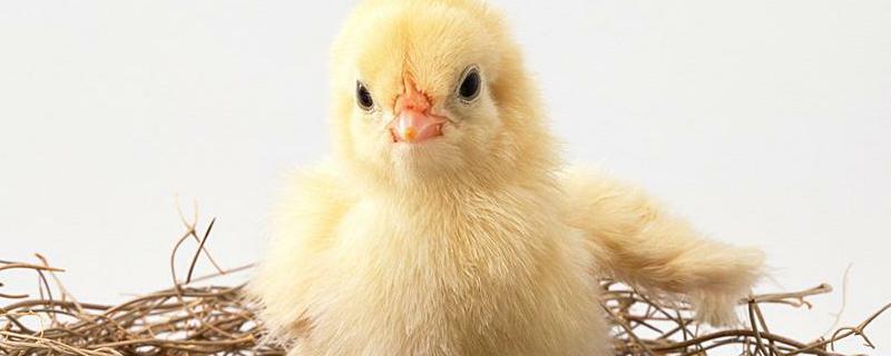 出壳小鸡第一周怎么养