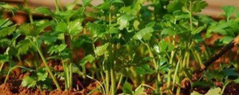 香菜种植技术