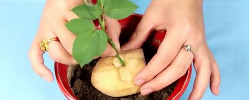 用土豆真的可以繁殖玫瑰吗