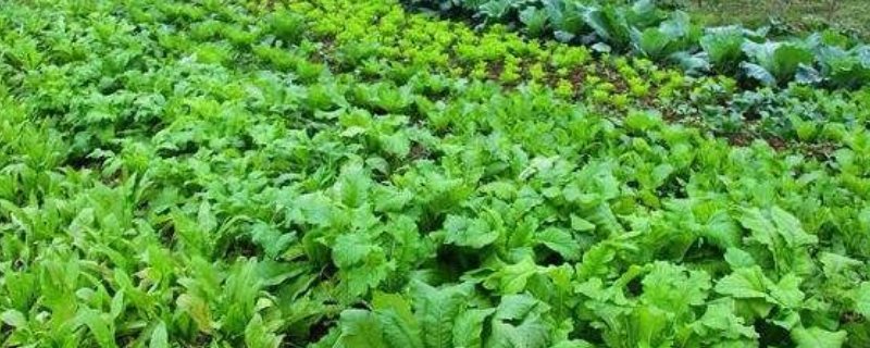 11月深秋蔬菜种植管理技术