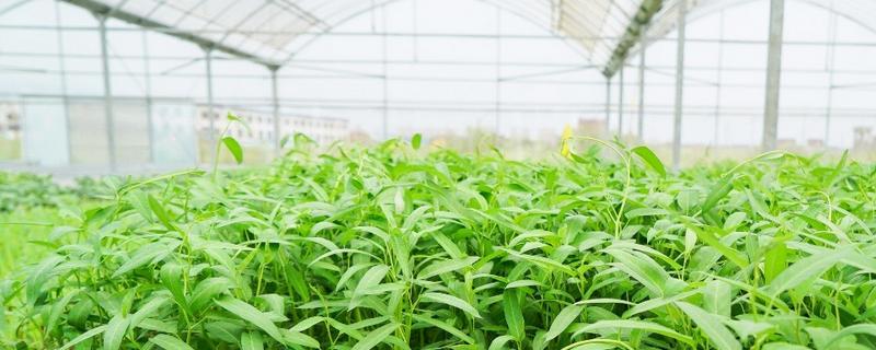 冬季大棚空心菜、菠菜、油麦菜、四季豆种植技术