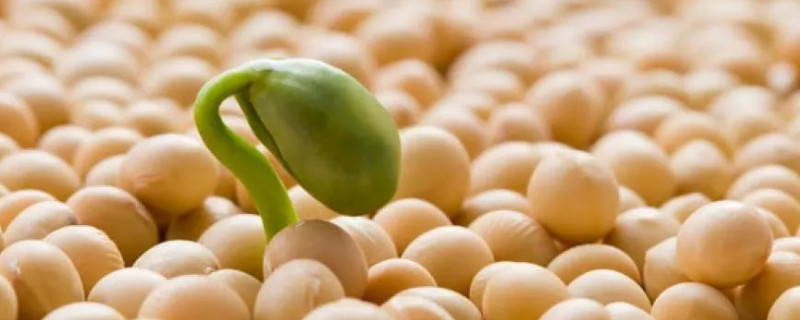 双子叶豆科植物可通过根瘤菌固定哪种元素