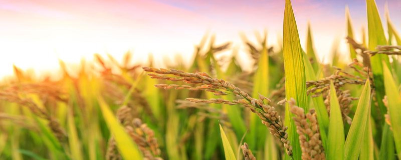 水稻什么时间施肥