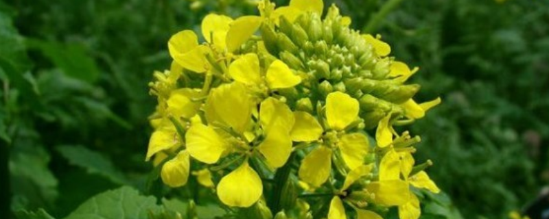 白芥别名叫什么