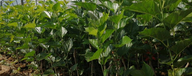 桑葚苗什么季节种成活率高