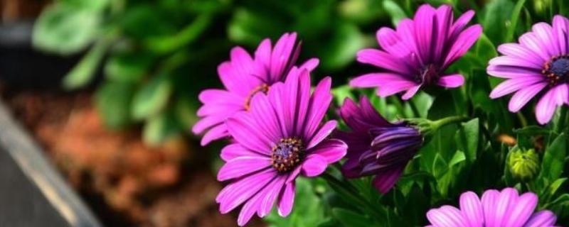 适合办公室养殖的花卉有哪些