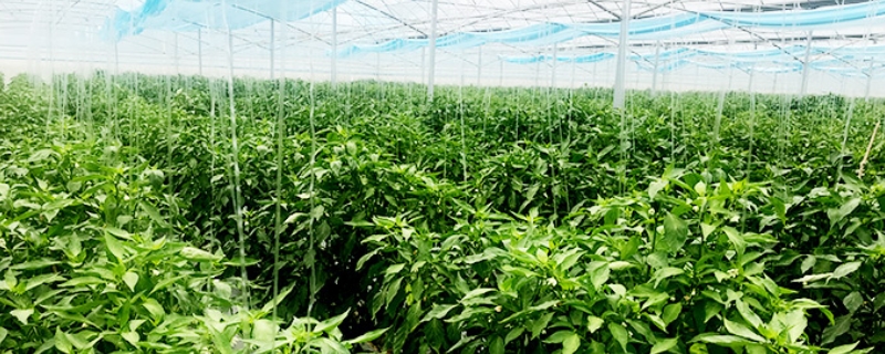 春季大棚辣椒种植技术与管理方法有哪些
