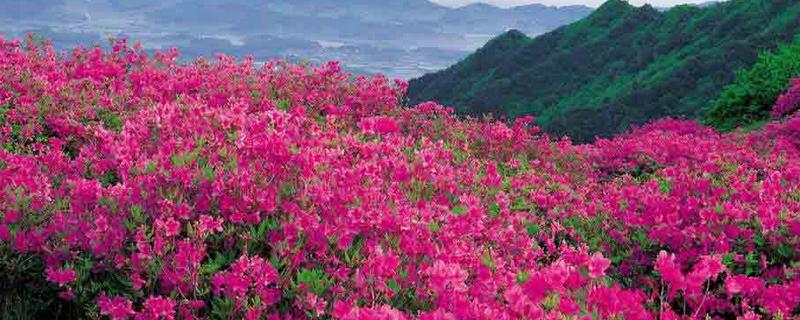 杜鹃花是尼泊尔的国花吗