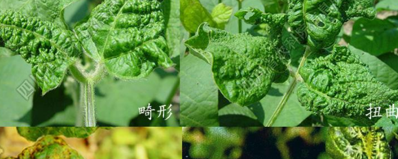 大豆病毒病的症状、原因、防治措施