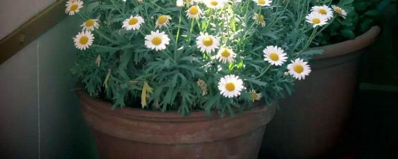 洋甘菊的花语是什么