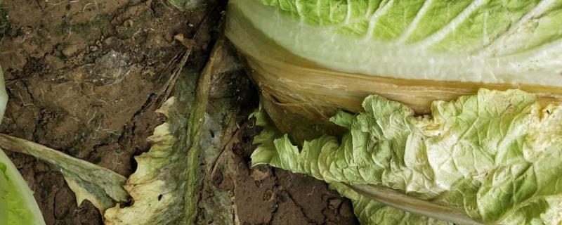 白菜黑腐病发病症状是怎样的