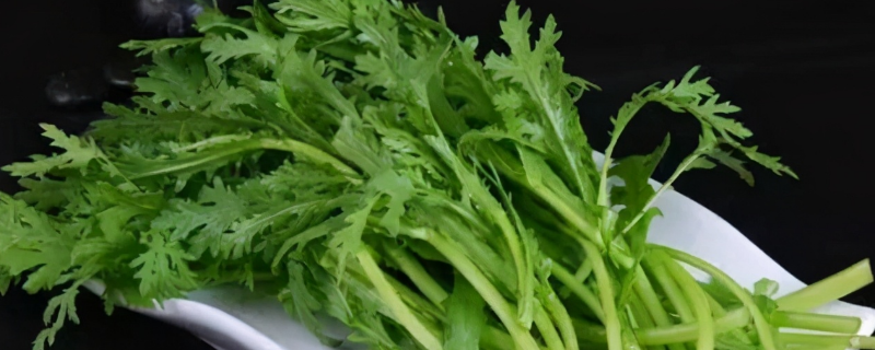 适合夏季种植的蔬菜有哪些