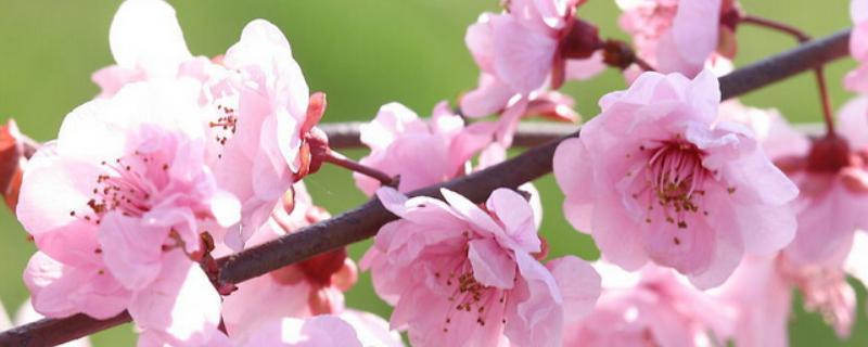盆栽桃花栽种和管理要点