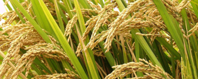东北稻区水稻手工插秧田化学除草防控技术