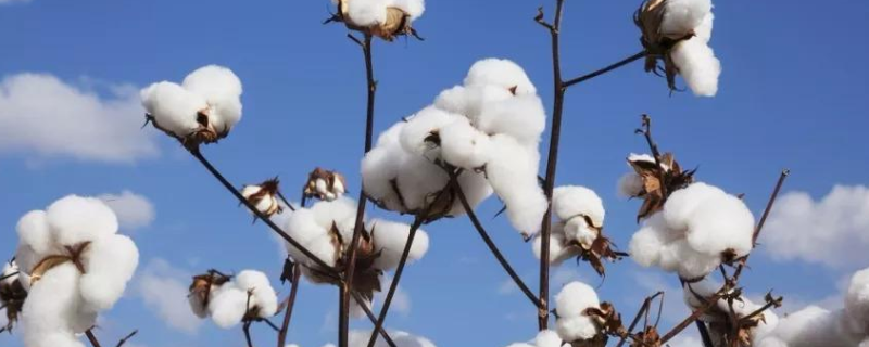 棉花、花生、荸荠什么时候成熟