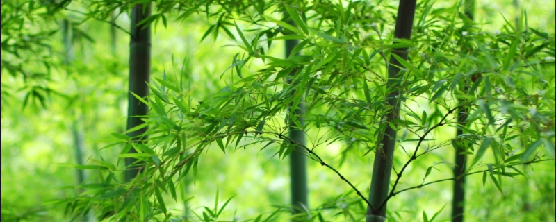 贵阳市市树市花是什么