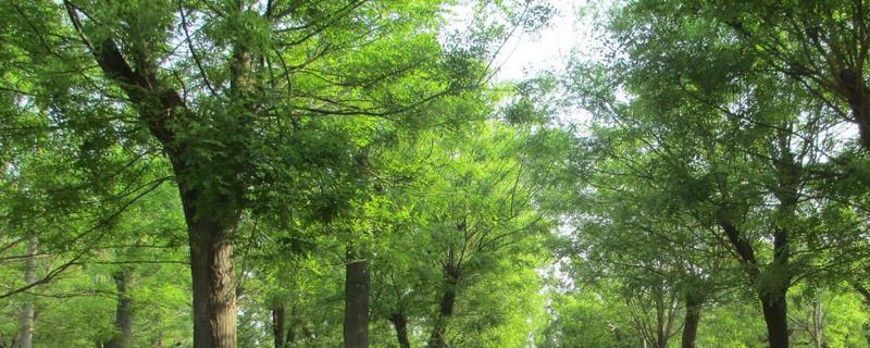 西安的市花市树是什么