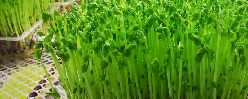 豌豆苗的种植方法