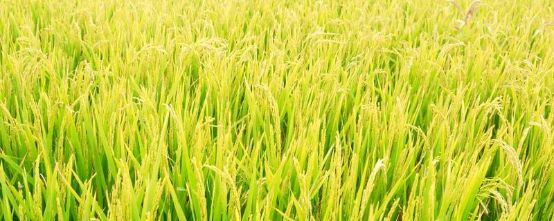 云南、广西直播稻田化学除草技术