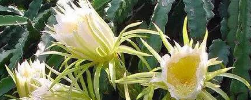 昙花是什么国家的国花