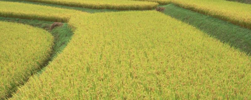 东北稻区翻耕直播稻田化学除草技术