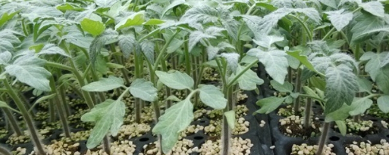 西红柿苗种植方法有哪些