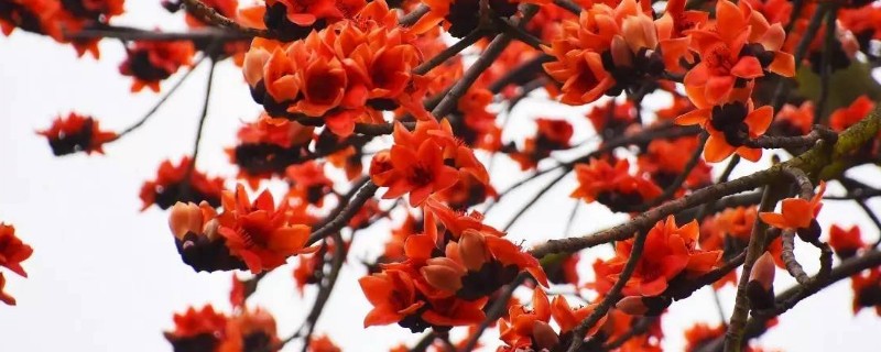 木棉花可以生吃吗